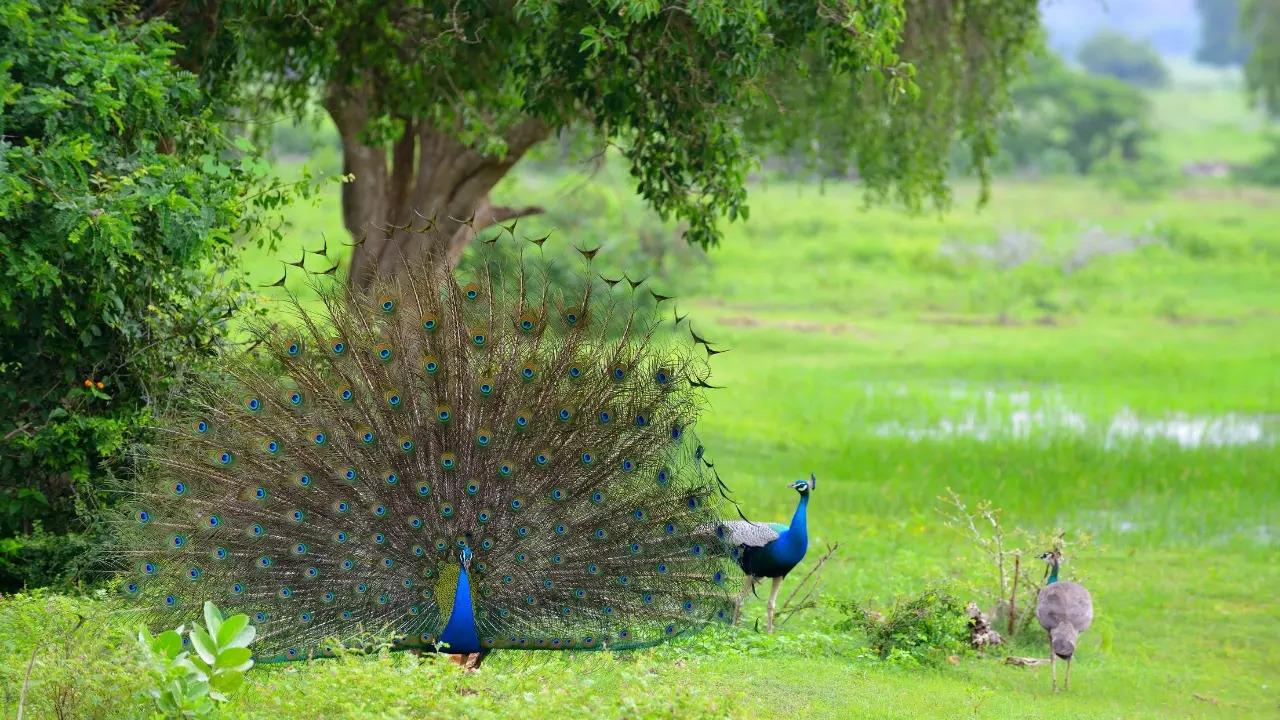 The Indian peafowl is Indias national bird