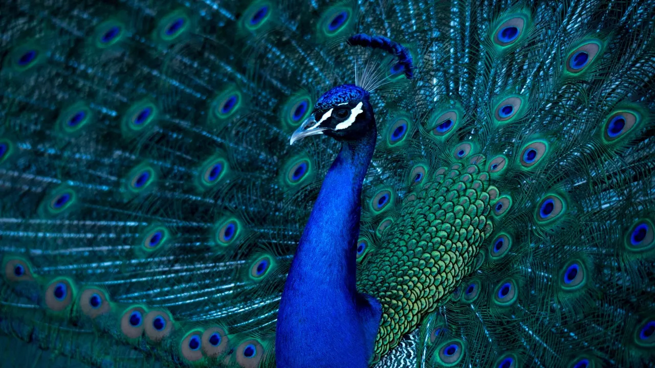 Indian Peafowl 101: Birth, Maturity, Lifespan of These Majestic Birds