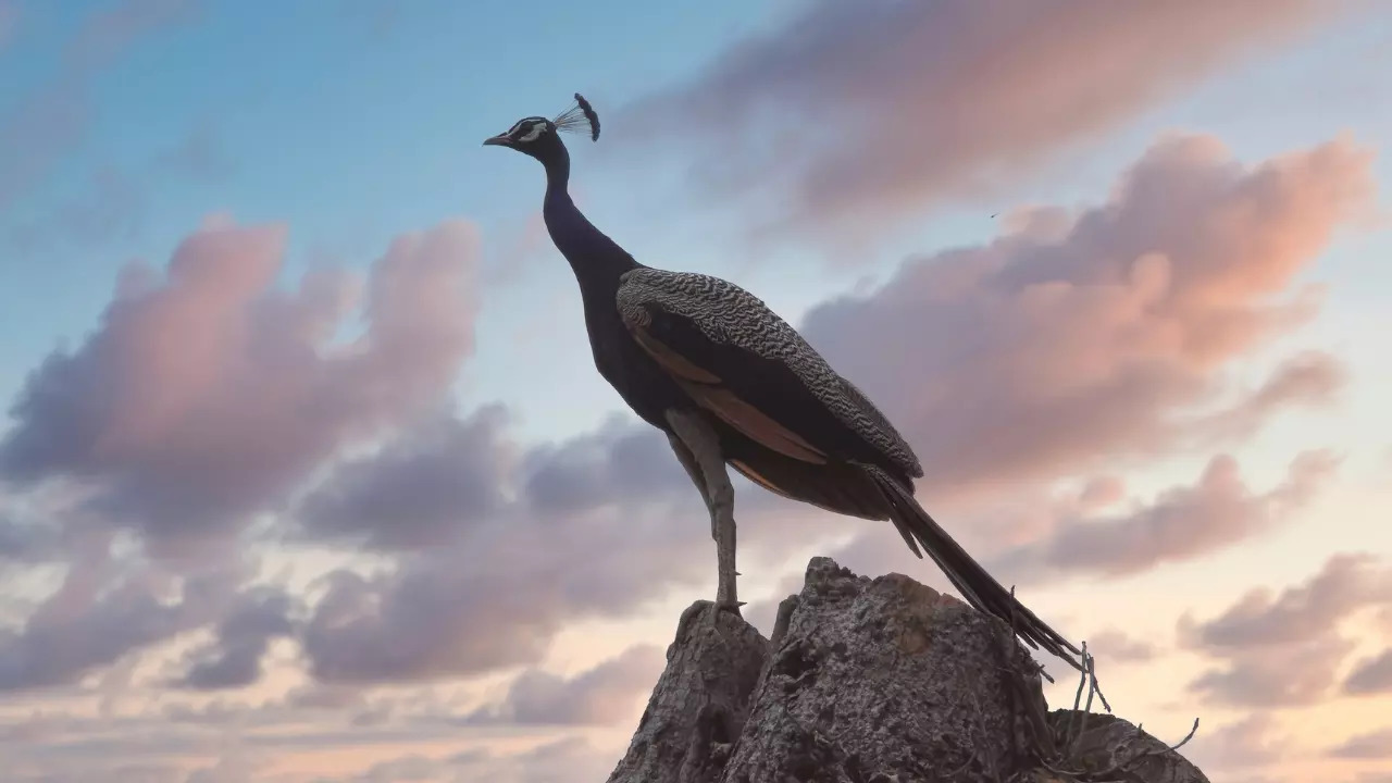 Heres your 101 on how much time peacock eggs take to hatch the age of maturity and lifespan of these birds