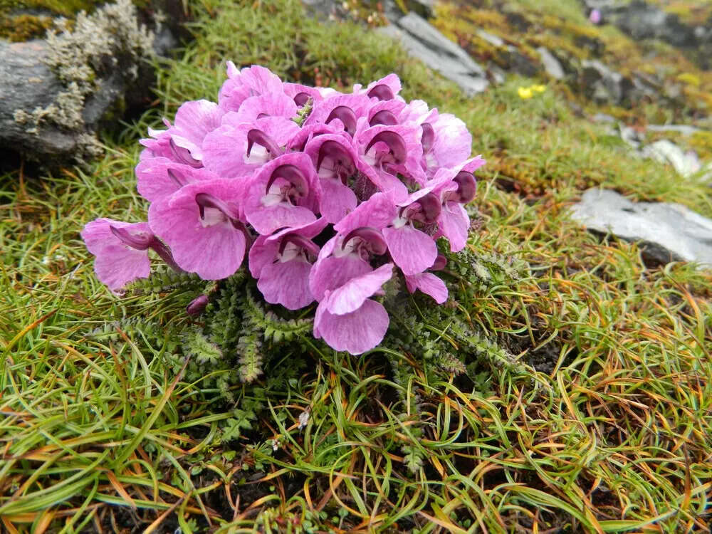 Flowers at High Altitude Credit UNESCOFUMD