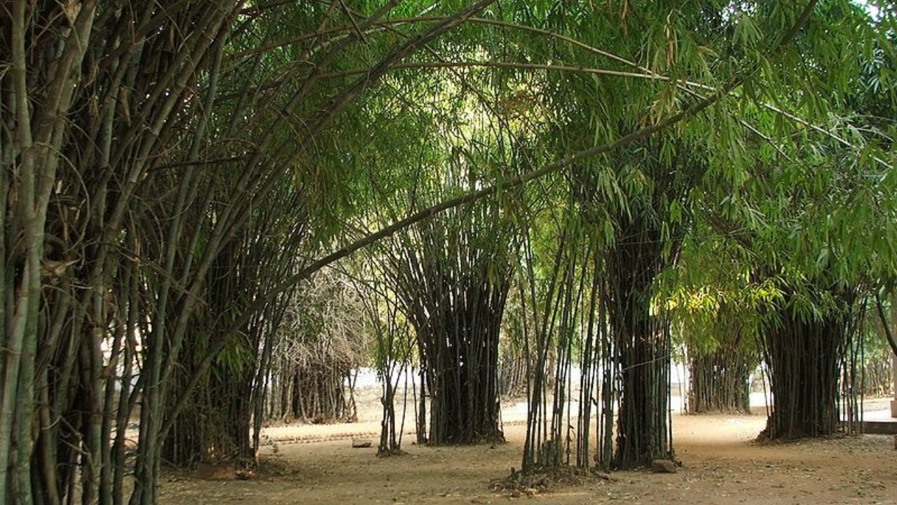 Rajgir Venu Vana