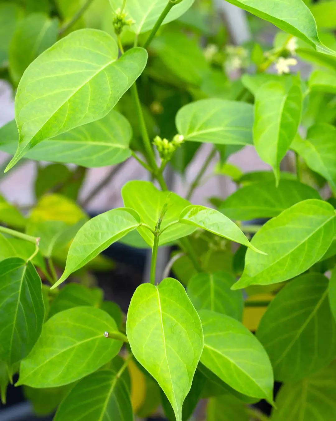 ಗುರ್ಮಾರ್