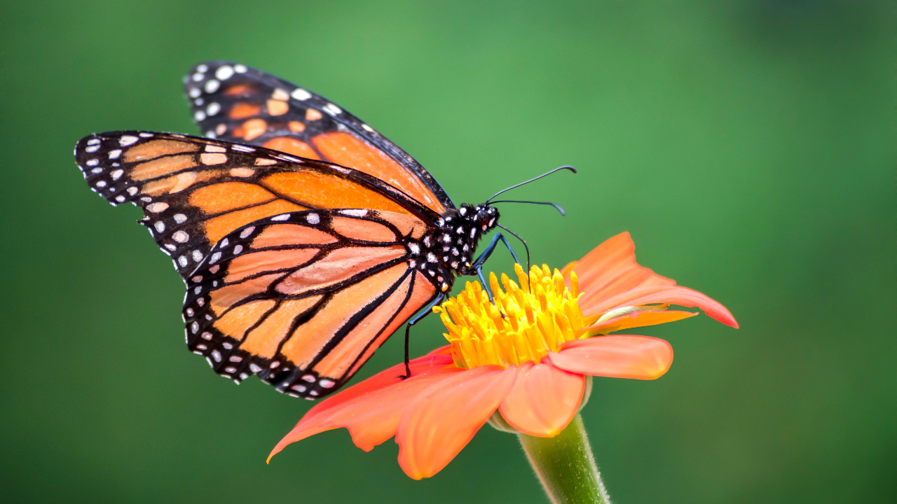 Rajiv Gandhi Zoological Park Butterfly Garden Pune