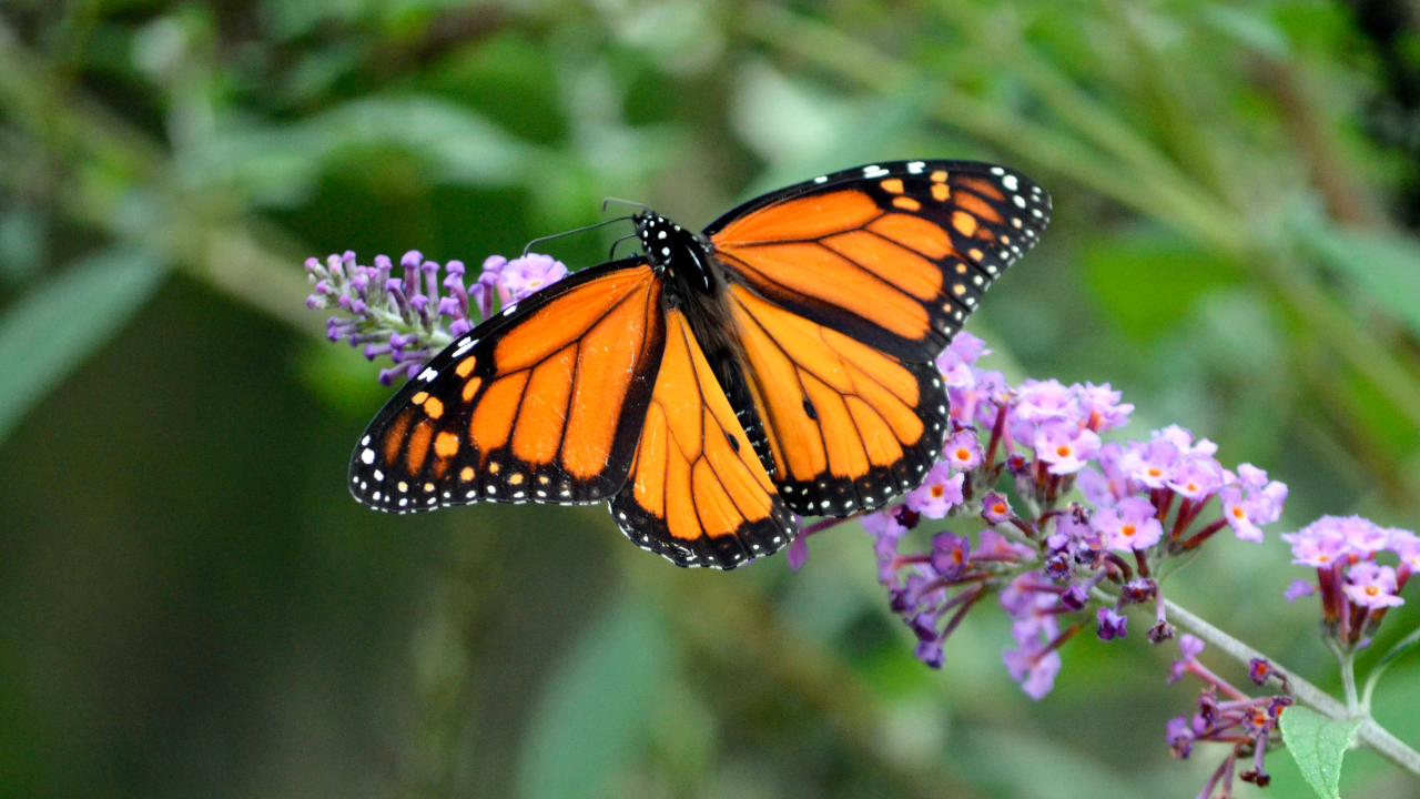 Assam State Zoo Butterfly Park