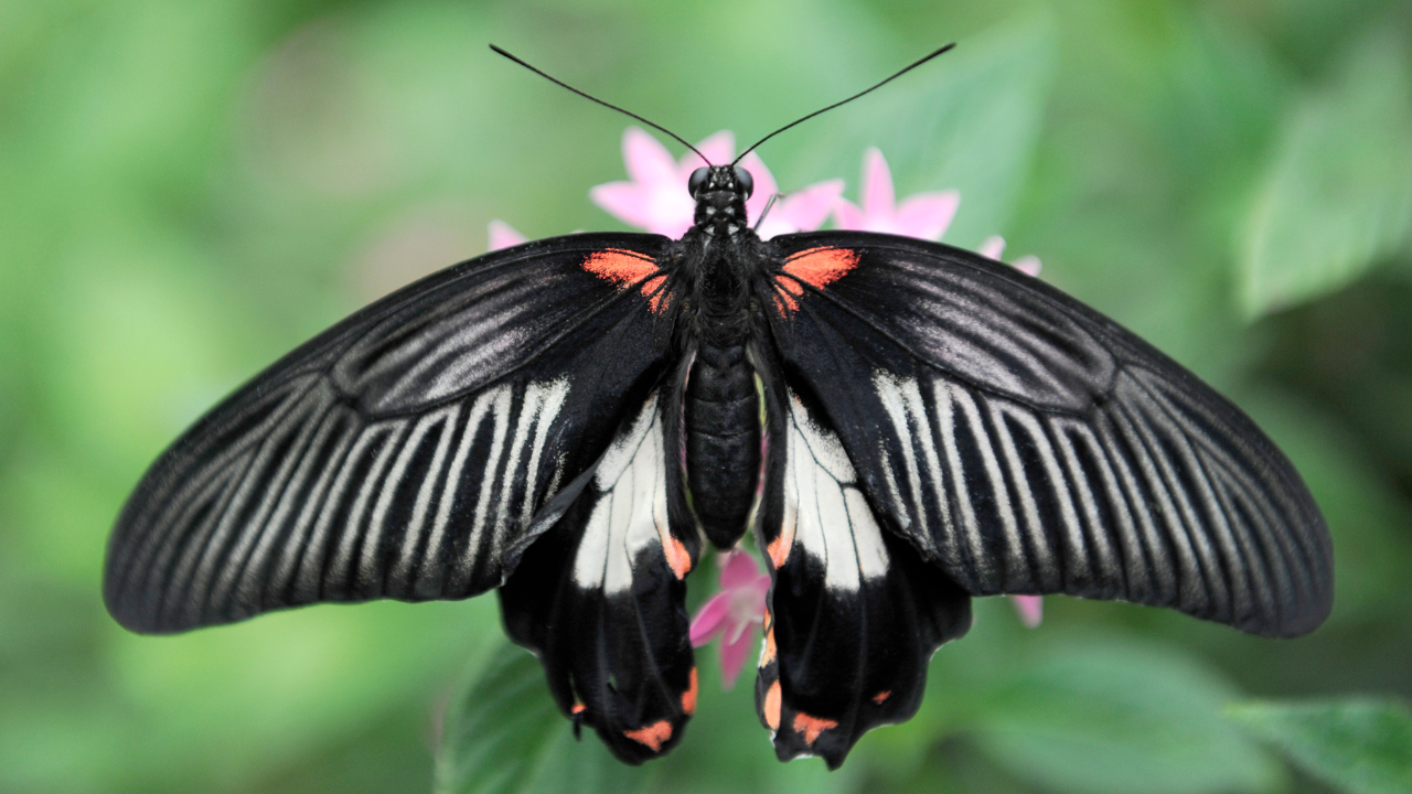 Butterfly Park Chandigarh