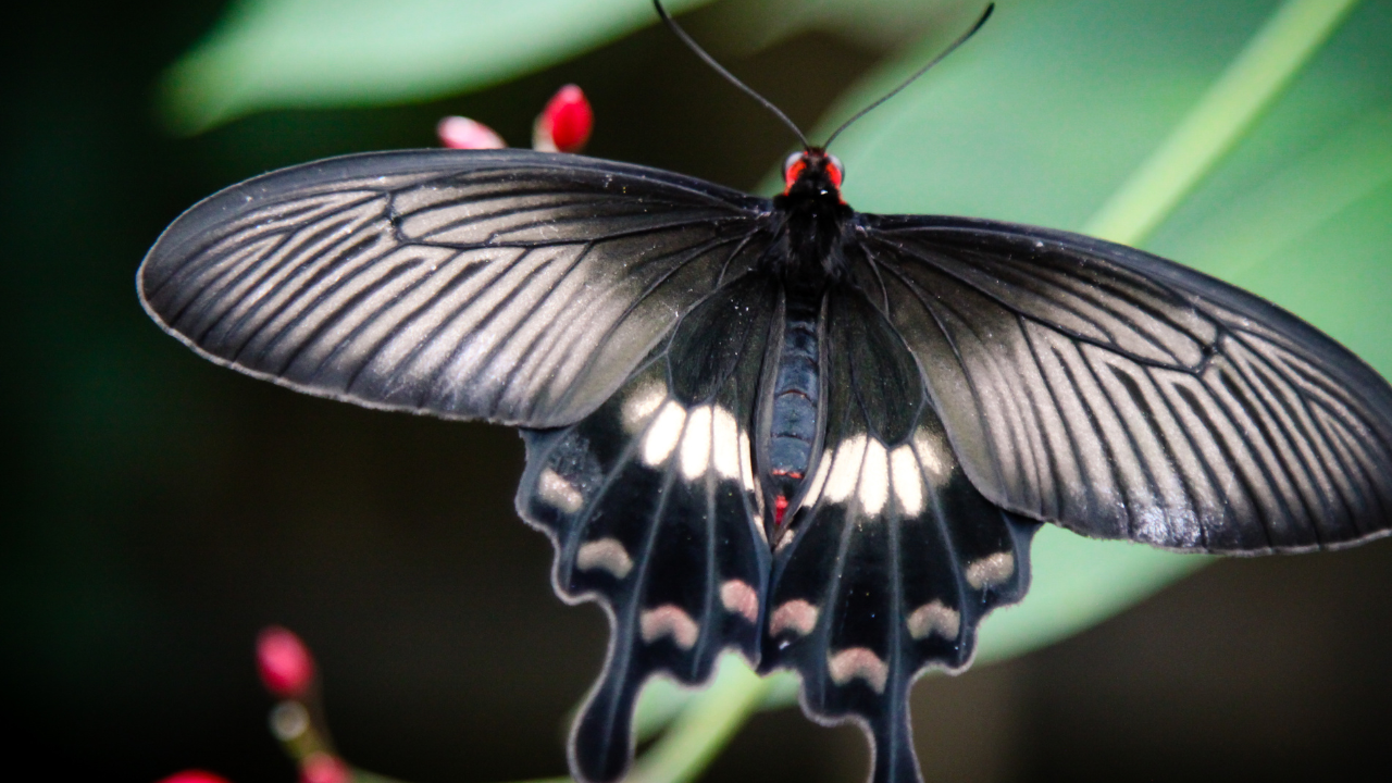 Sikkim Himalayan Butterfly Park