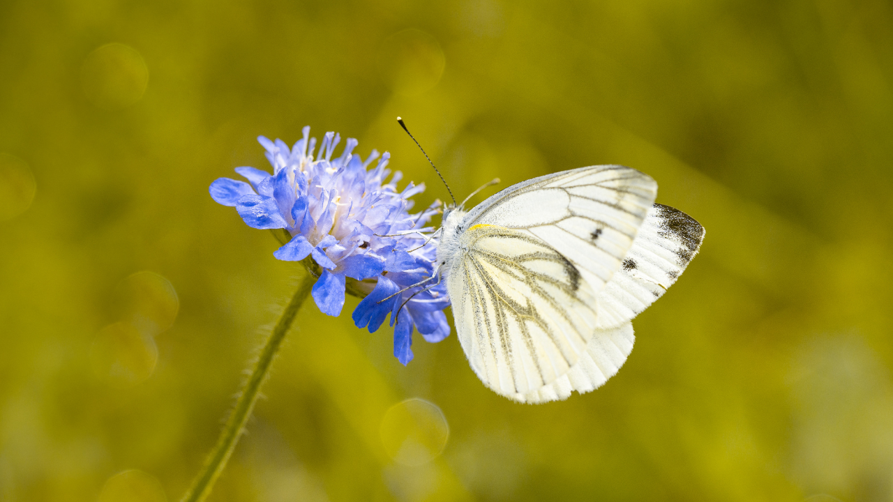 TATA Butterfly Garden Bengaluru