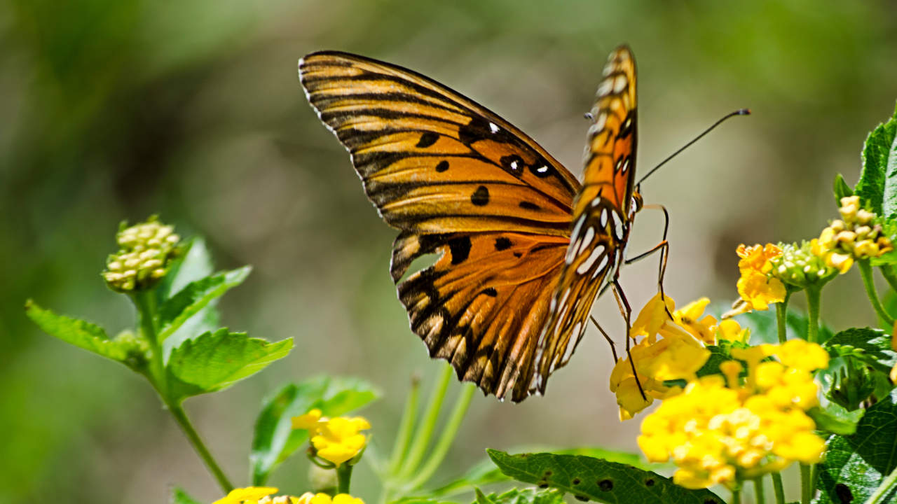 Sims Park Butterfly Garden Coonoor