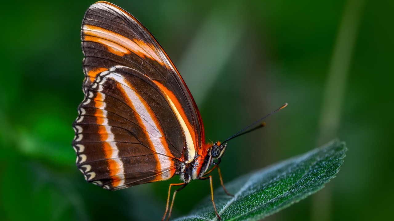 Bannerghatta Butterfly Park Karnataka