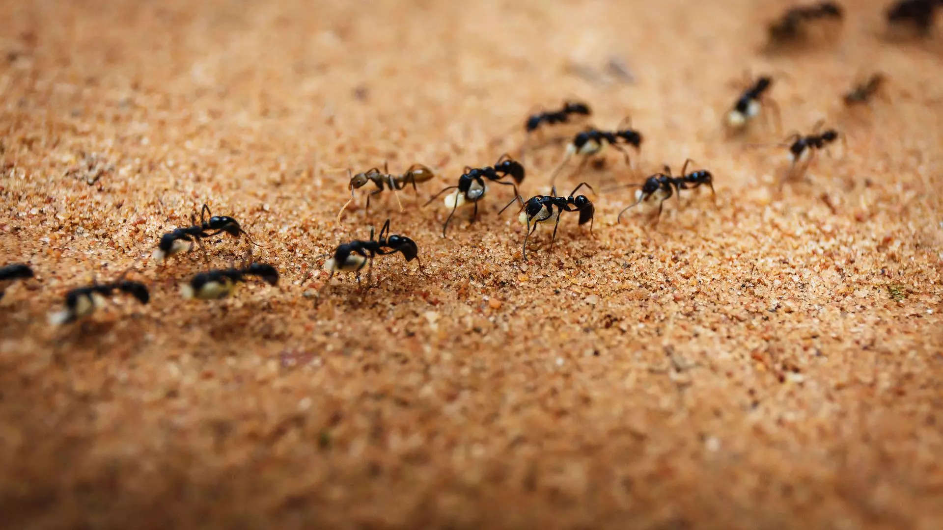 Remedy for House Ants ಮನೆಯಲ್ಲಿ ಇರುವೆ ಕಾಟವೇ ಹಾಗಾದ್ರೆ ಈ ರೀತಿ ಮಾಡಿ ಕ್ಷಣಮಾತ್ರದಲ್ಲಿ ಮಾಯವಾಗಿ ಬಿಡುತ್ತೆ