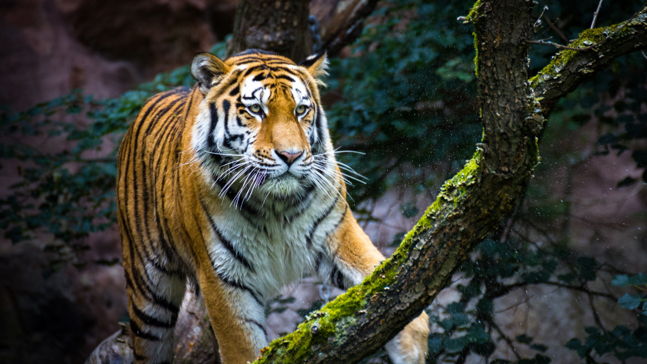 Bandhavgarh National Park Madhya Pradesh