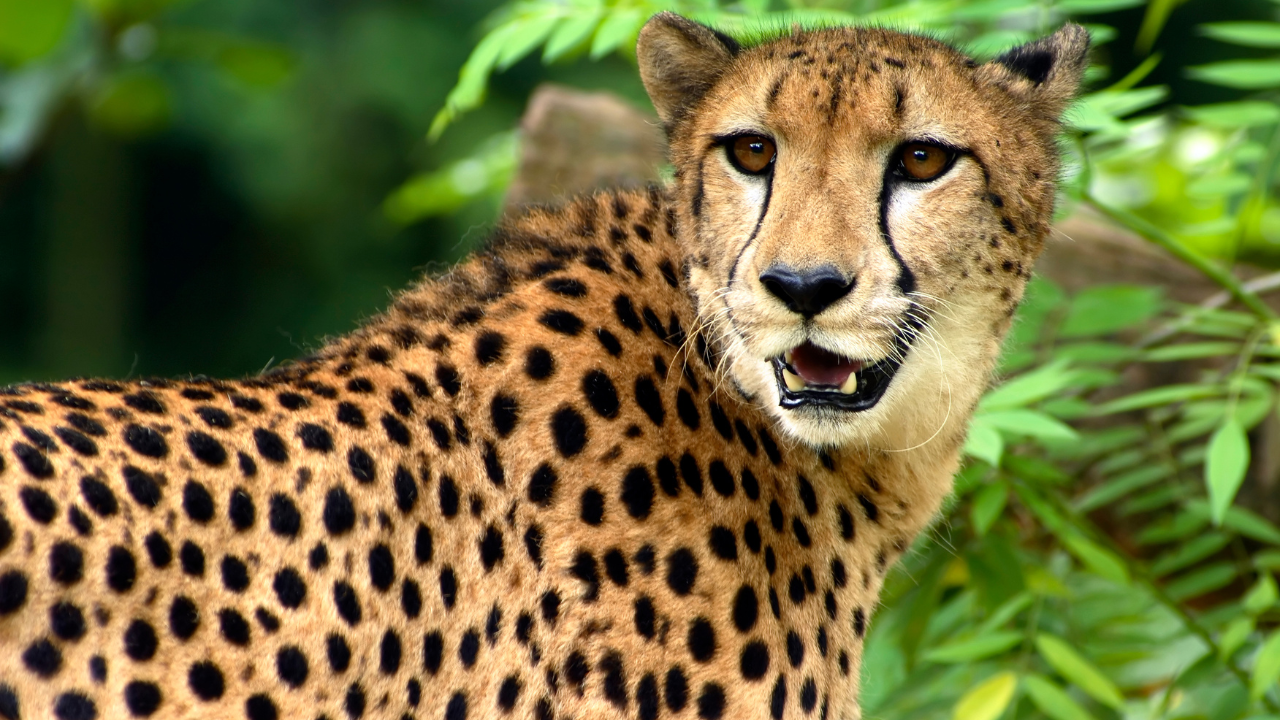 Jim Corbett National Park Uttarakhand