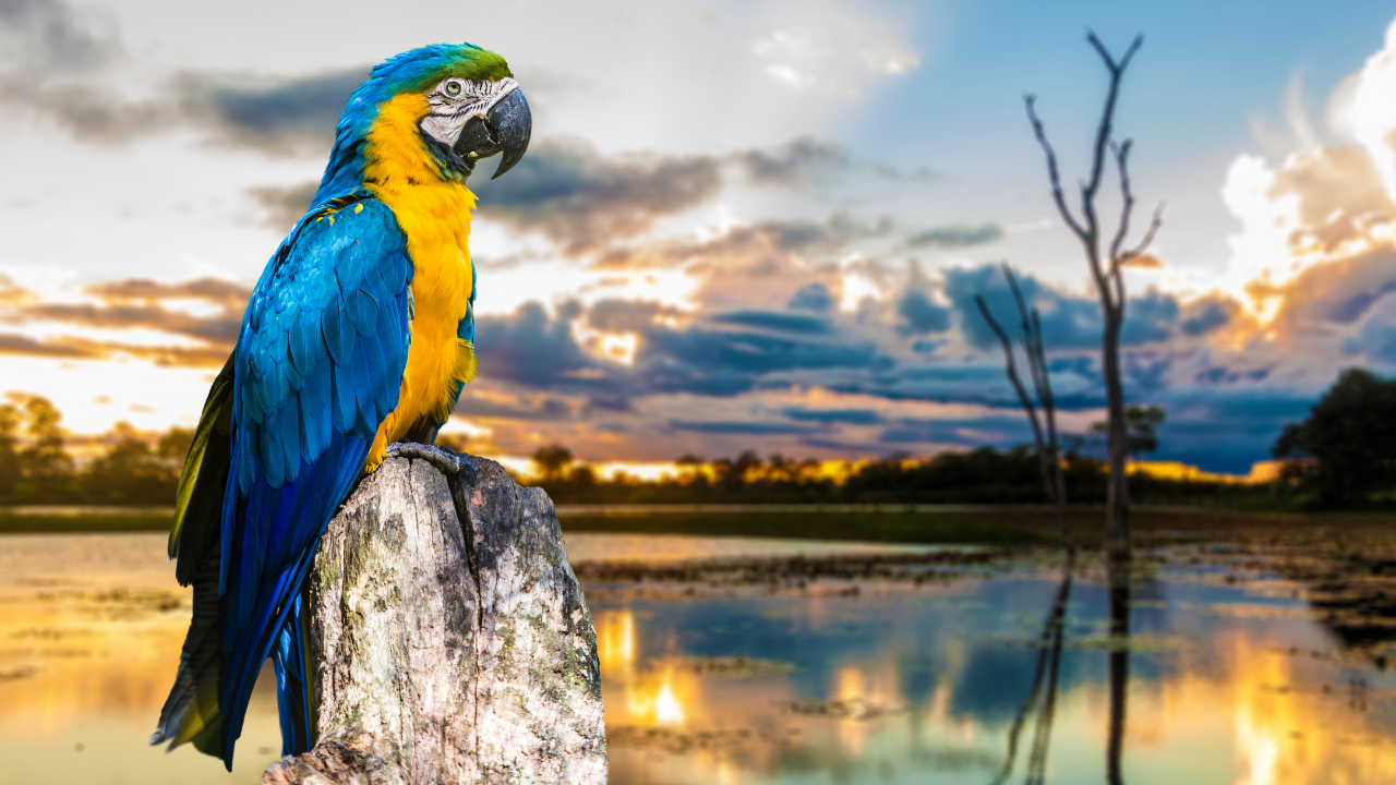 Pantanal Brazil