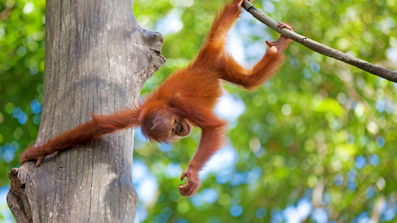 Borneo Malaysia and Indonesia