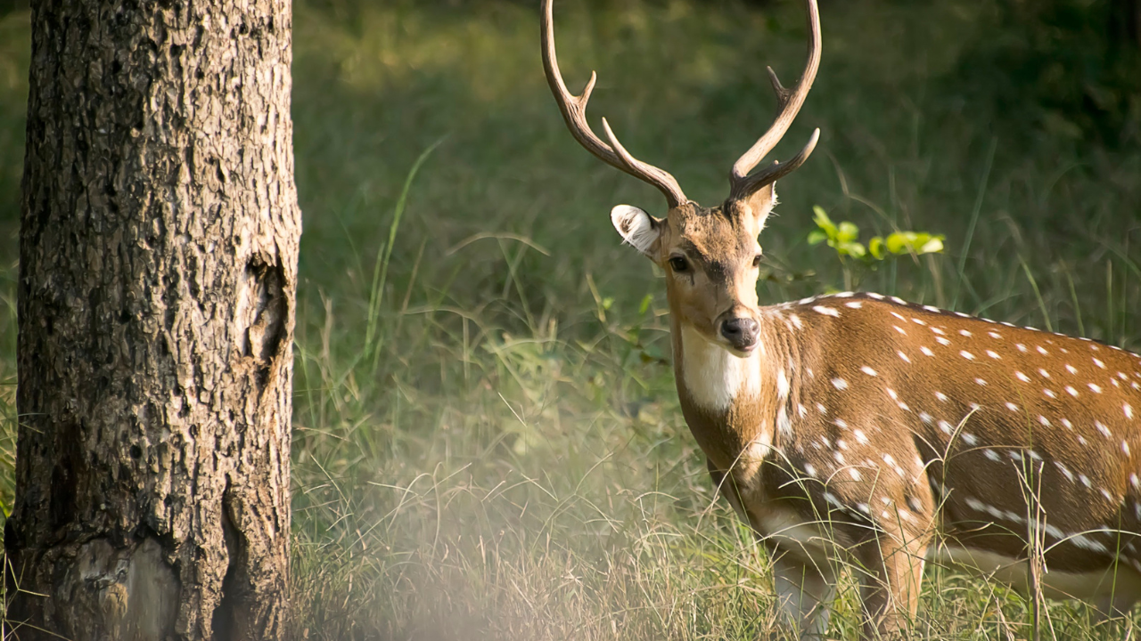 Kanha National Park India