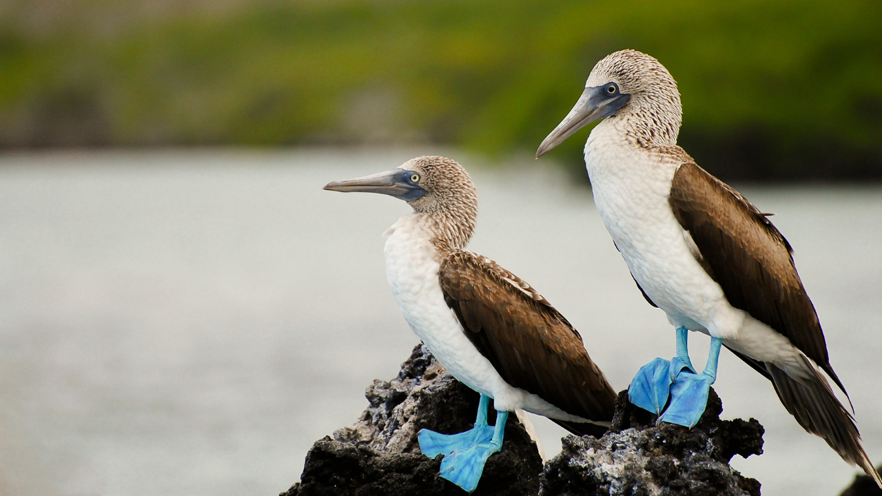 Galapagos Islands Ecuador