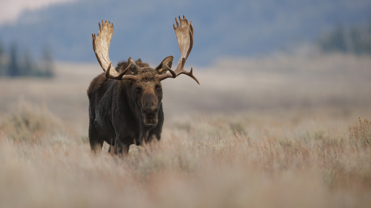 Yellowstone National Park USA