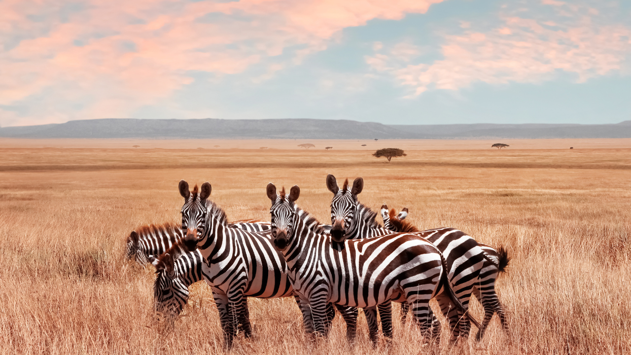 Serengeti National Park Tanzania