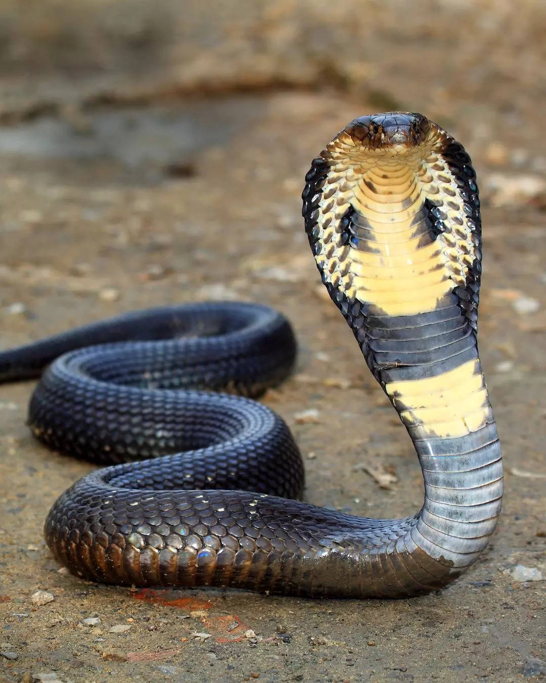 King Cobra ಕಿಂಗ್ ಕೋಬ್ರಾ ವಿಶ್ವ ಅತ್ಯಂತ ಉದ್ದದ ಮತ್ತು ವಿಷಪೂರಿತ ಹಾವು  ಕರ್ನಾಟದಲ್ಲಿ ಈ ಹಾವು ಇದೆಯಾ 