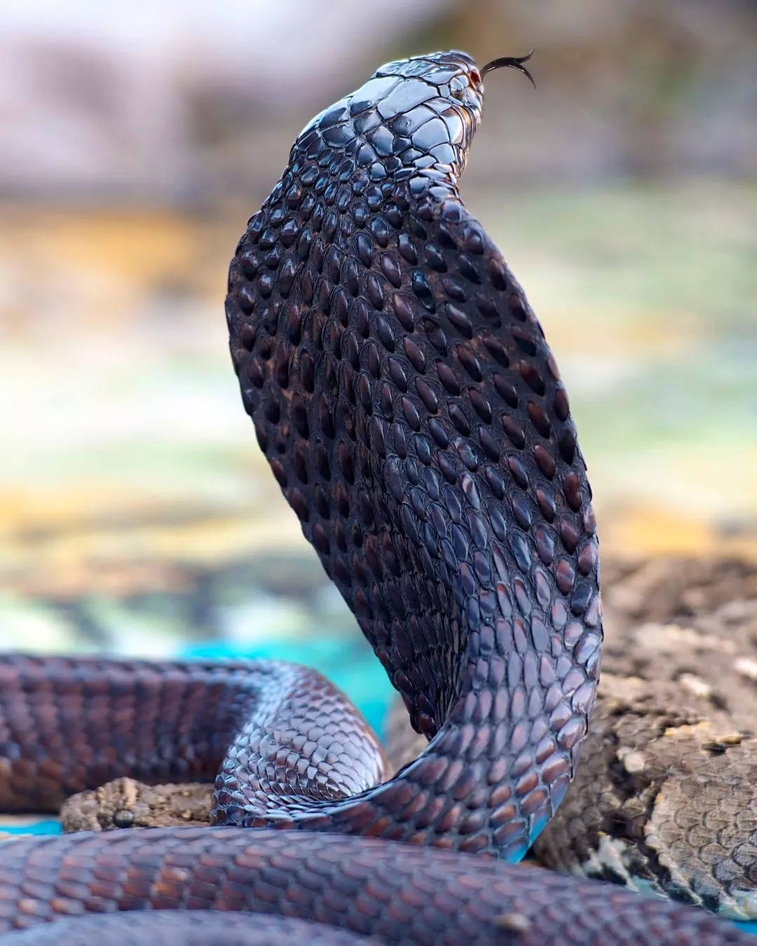 ವಿಷಪೂರಿತ ಹಾವು 