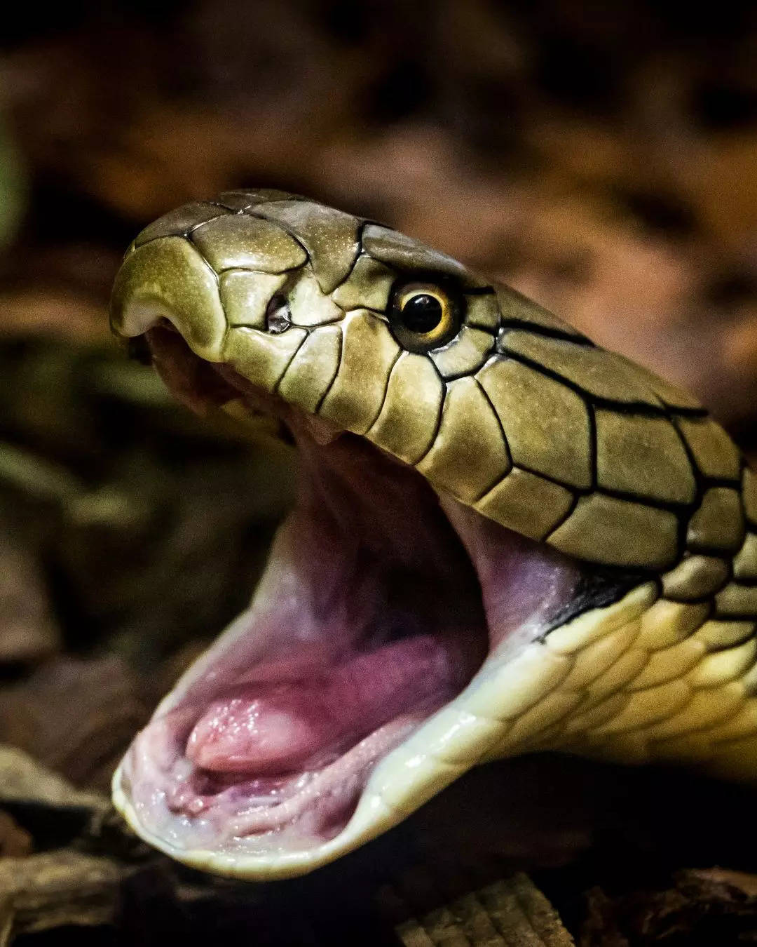 ಹಲವು ತಿಂಗಳವರೆಗೆ ಆಹಾರದ ಅಗತ್ಯತೆ ಇರುವುದಿಲ್ಲ