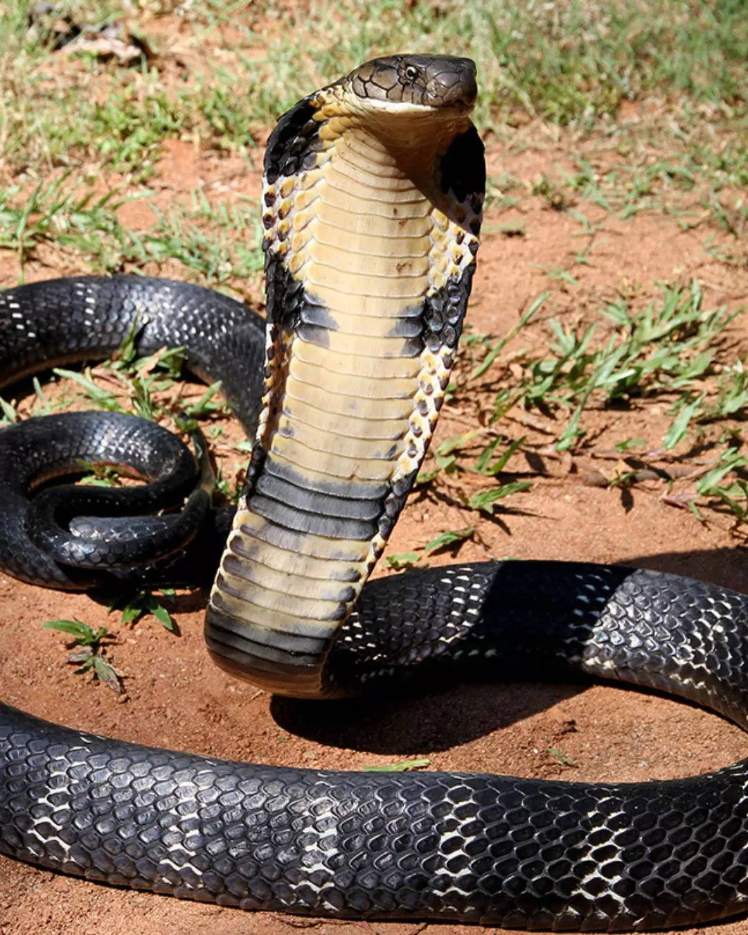 ಇಲಿಗಳನ್ನು ಹುಡುಕಿ ಮನುಷ್ಯನತ್ತ ಬರುವ ಕಾಳಿಂಗ 