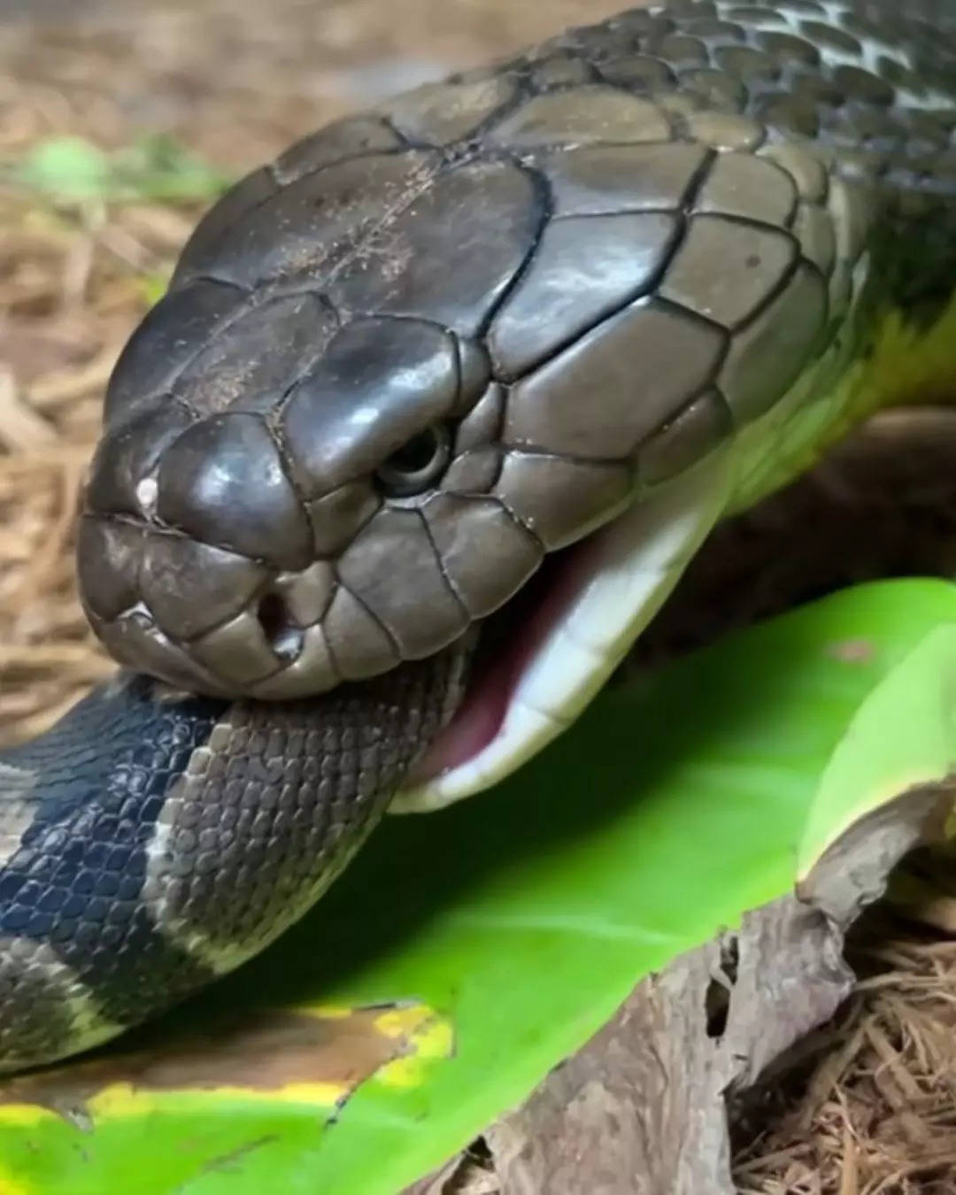 ವಿಷದ ಪ್ರಮಾಣ ಎಷ್ಟು  