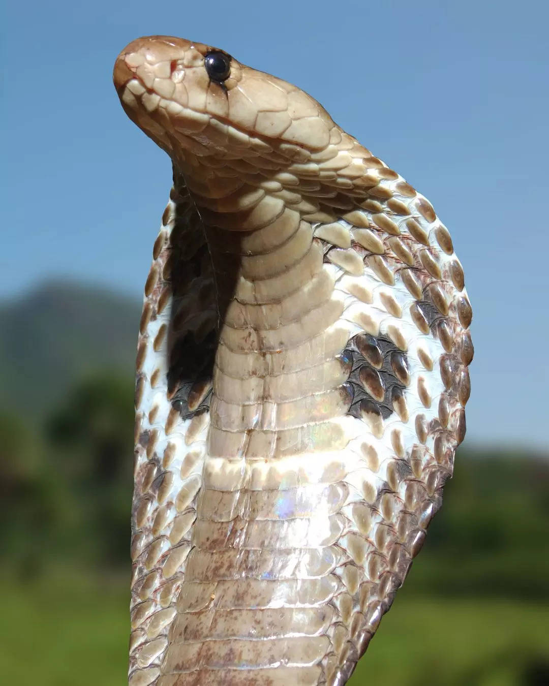 ಮನುಷ್ಯ ಎಷ್ಟು ನಿಮಿಷದಲ್ವಿ ಸಾವನ್ನಪ್ಪುತ್ತಾನೆ 