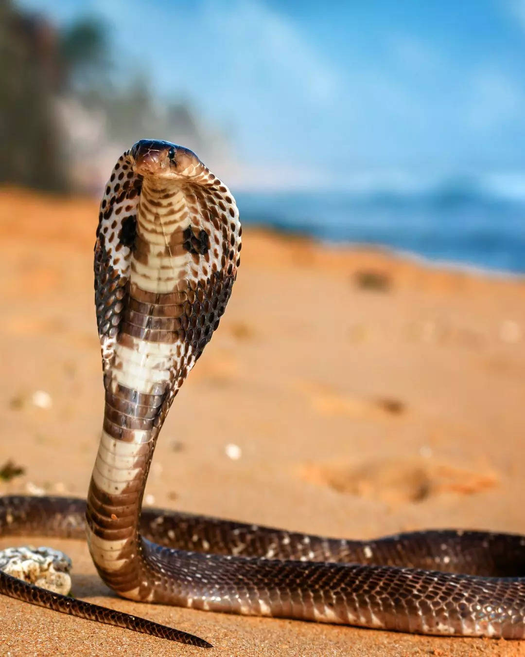 ಕಾಳಿಂಗ ಸರ್ಪದ ಕಡಿತಕ್ಕೆ ಚಿಕಿತ್ಸೆ ಏನು 