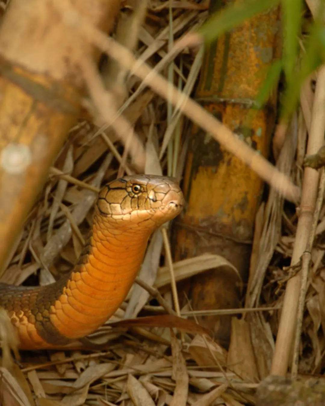 ಕರ್ನಾಟಕದಲ್ಲಿ ಎಲ್ಲಿ ಕಾಣಸಿಗುತ್ತವೆ  