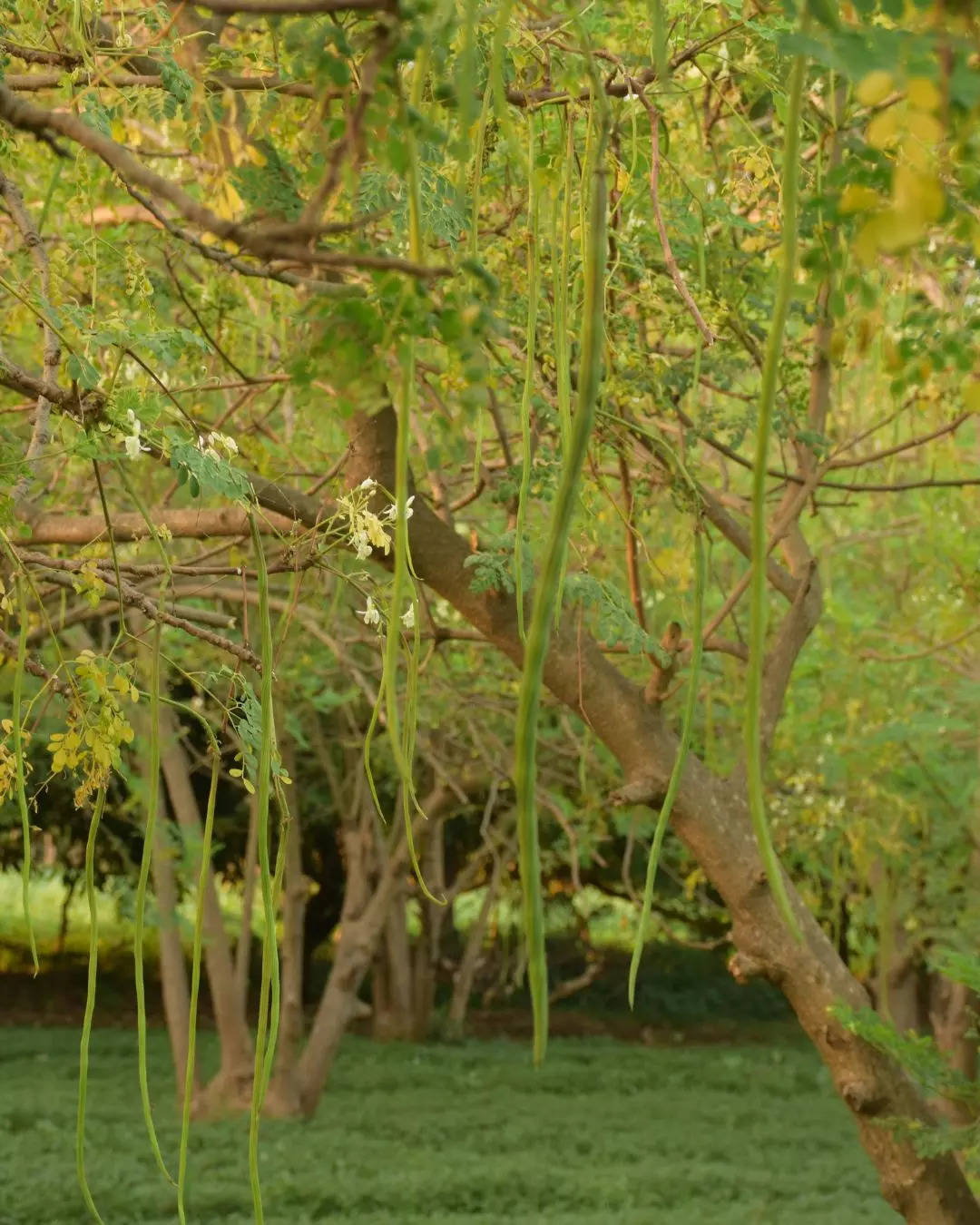 ಉಸಿರಾಟಕ್ಕೆ ಸಂಬಂಧಿಸಿದ ಸಮಸ್ಯೆ ಬರೋದಿಲ್ಲ