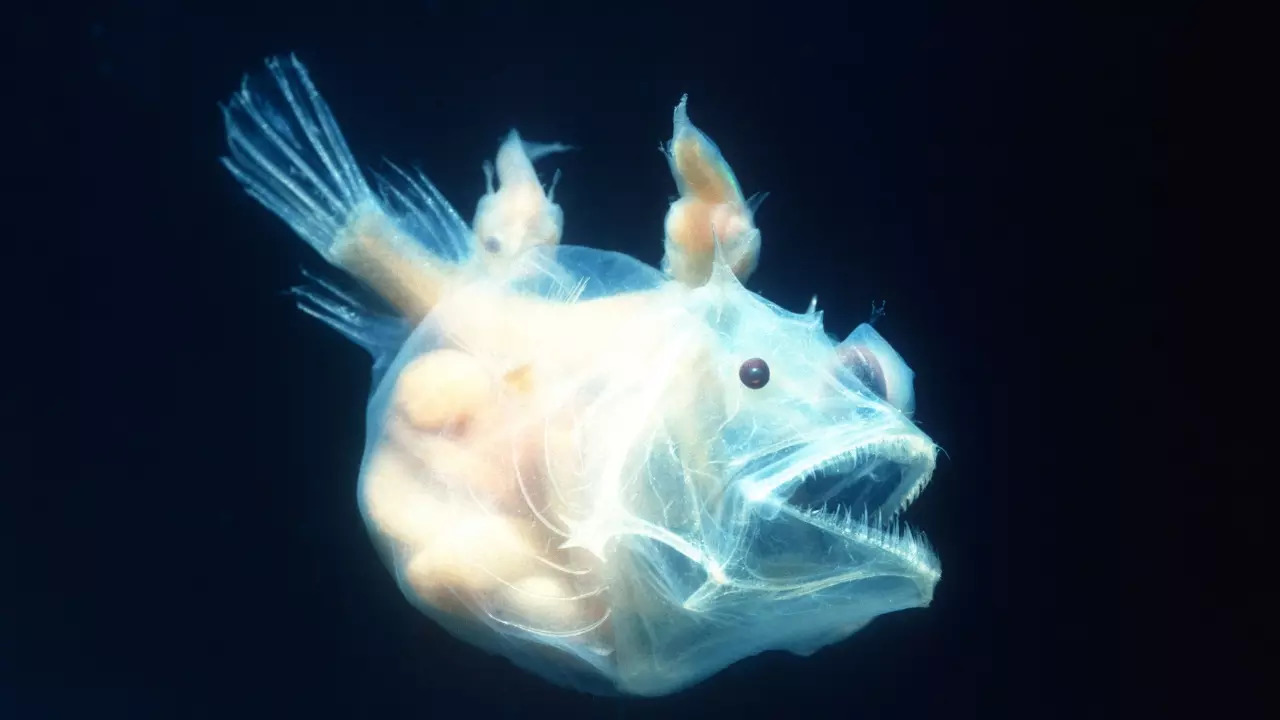 Anglerfish adapted to these depths through sexual parasitism where the male fuses with the female to become a sperm-producing appendage