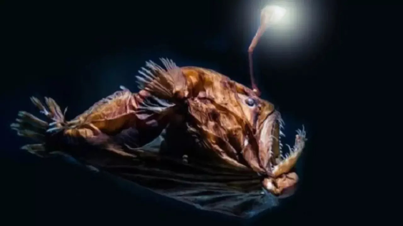 Anglerfish first colonised the midnight zone 330013100 feet where light doesnt reach around 55 million years ago