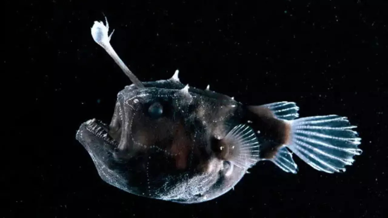 Anglerfish arent unique in the abyss where many species have glow-in-the-dark abilities