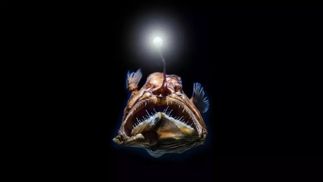 The anglerfish is a deep-sea creature that lives in the midnight zone an area of perpetual darkness