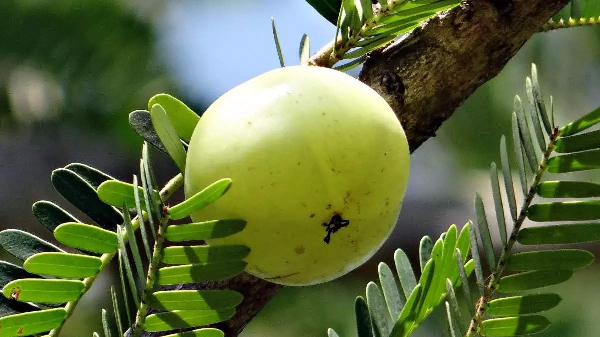 पचनक्रिया निरोगी राहते