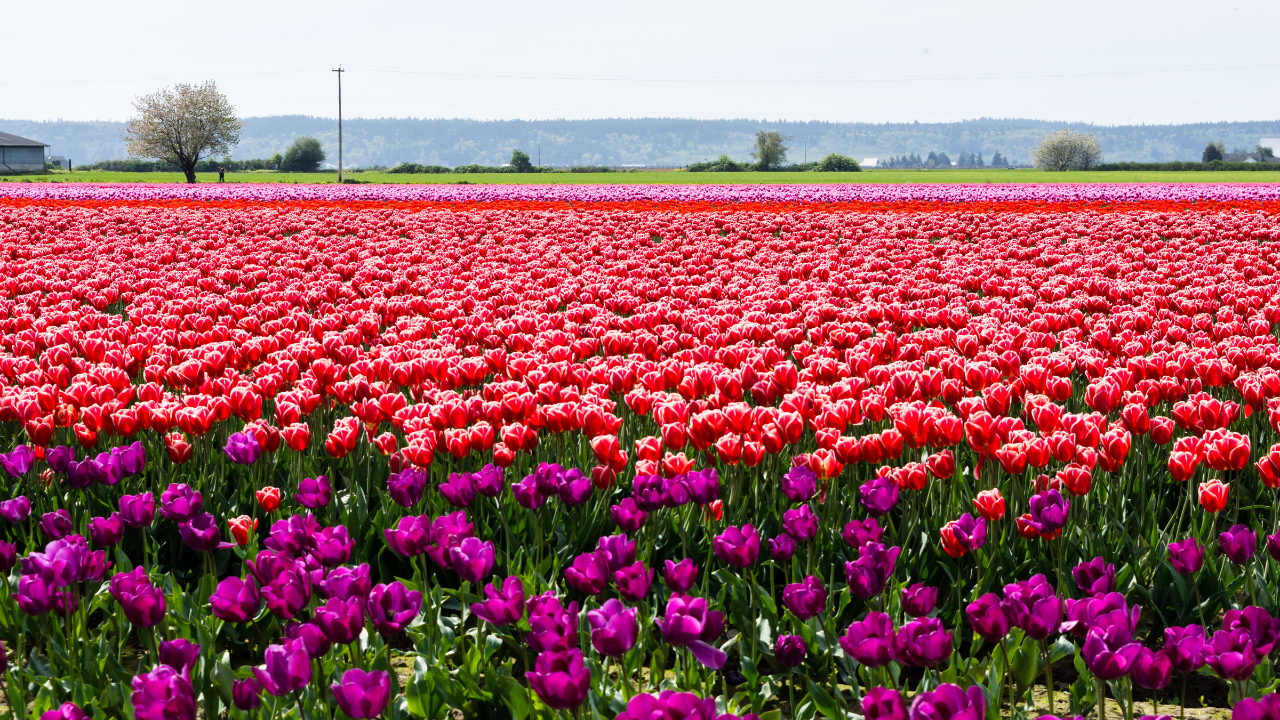 Skagit Valley Tulip Fields Washington USA