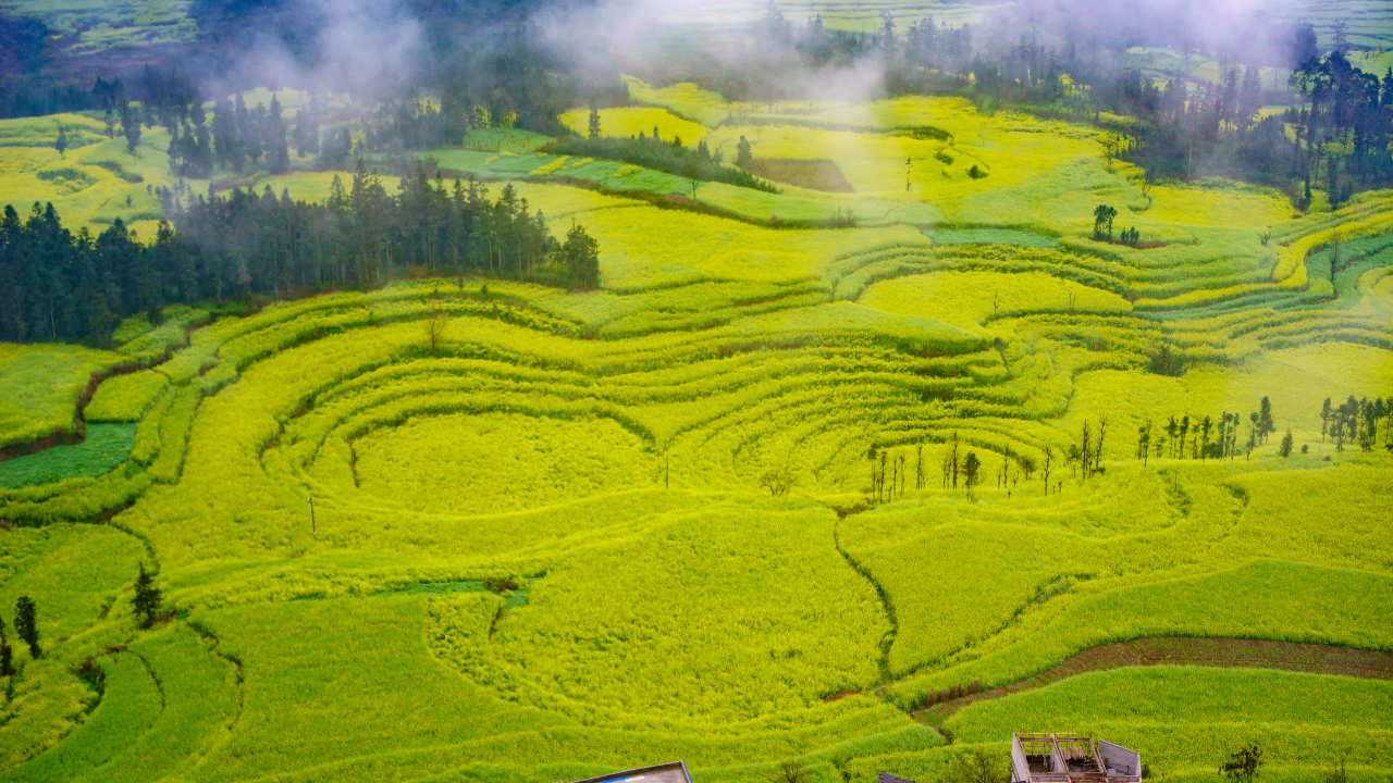 Canola Fields Luoping China