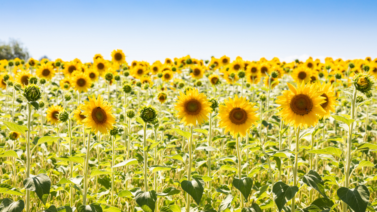 Sunflower Fields Tuscany Italy