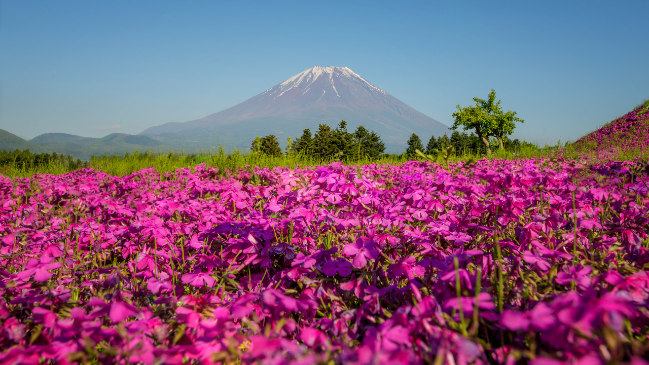 Fuji Shibazakura Festival Japan