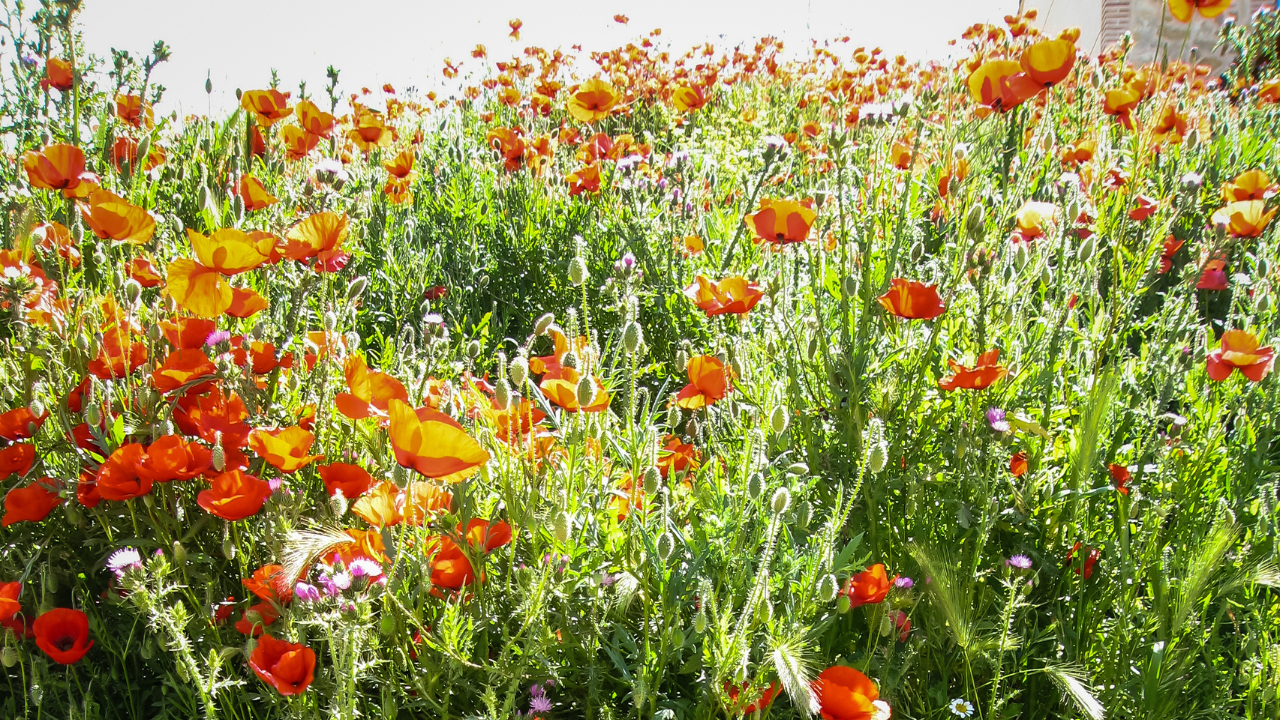 Poppy Fields Castilla-La Mancha Spain