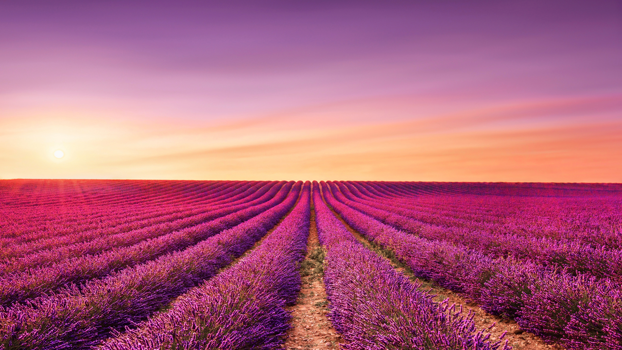 Lavender Fields Provence France