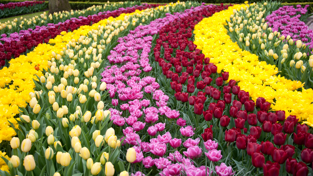 Keukenhof Gardens Netherlands