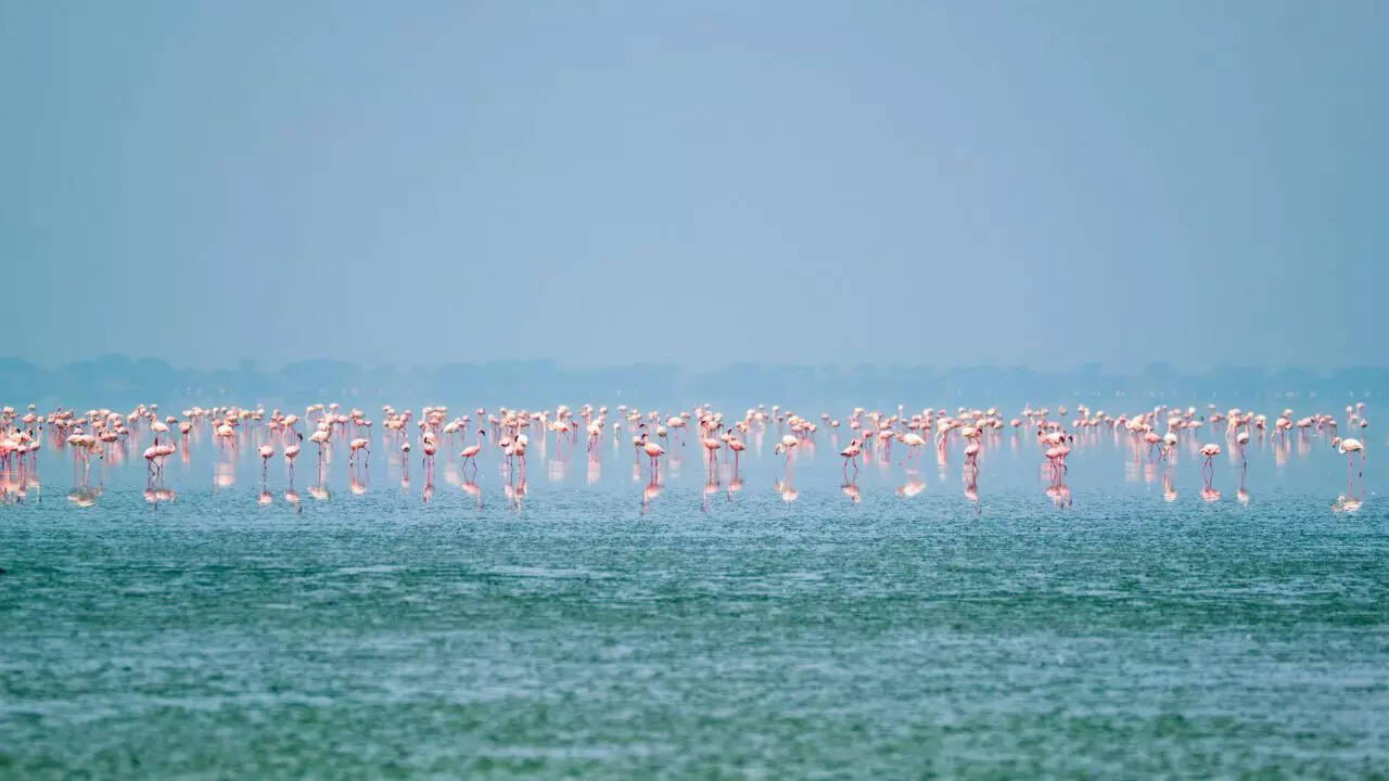 Go bird watching in Sambhar Credit Canva