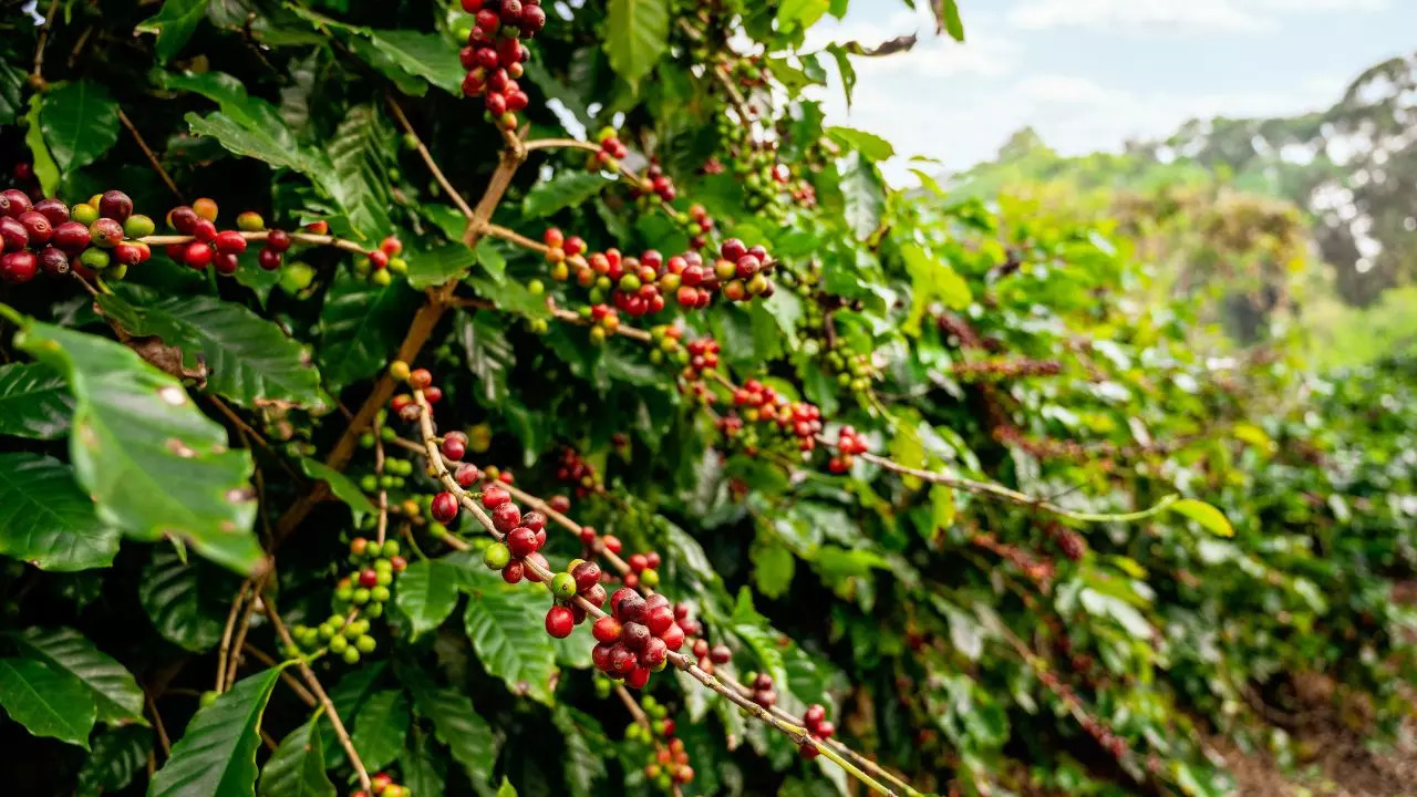 Coffee Plantations