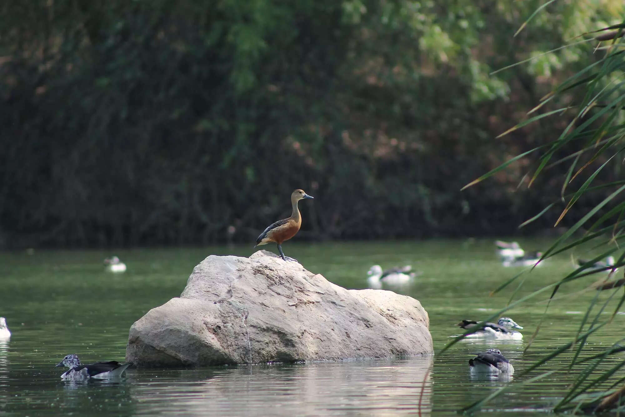 Jambughoda Wildlife Sanctuary Credit Gujarat Tourism Jambughoda Wildlife Sanctuary Credit Gujarat Tourism
