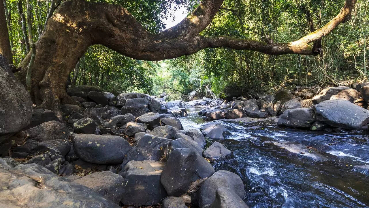 Dudhsagar Falls can be reached by jeep and trek Credit Canva Dudhsagar Falls can be reached by jeep and trek Credit Canva