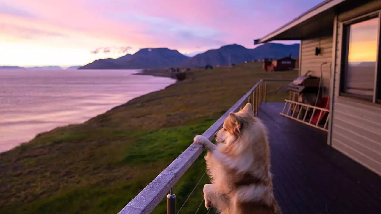 Meet Grimm Blomdahl's dog who lives with him in Svalbard