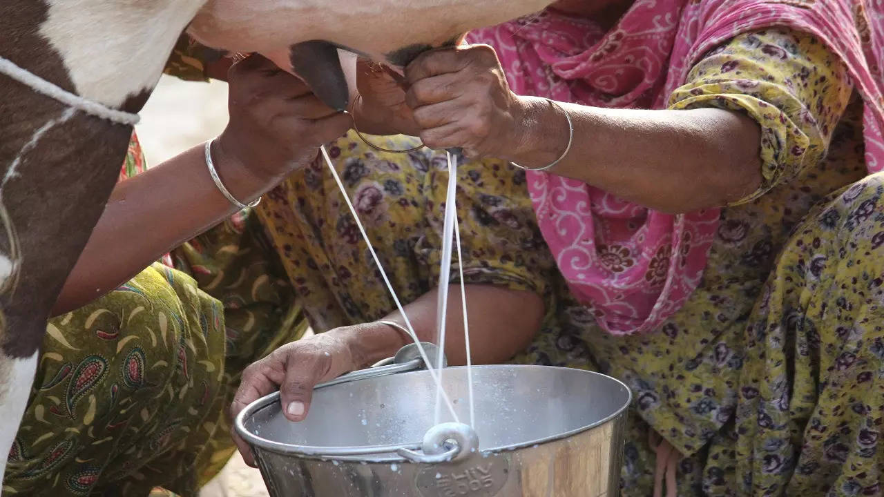 25 ते 30 हजार रुपयांत गाय