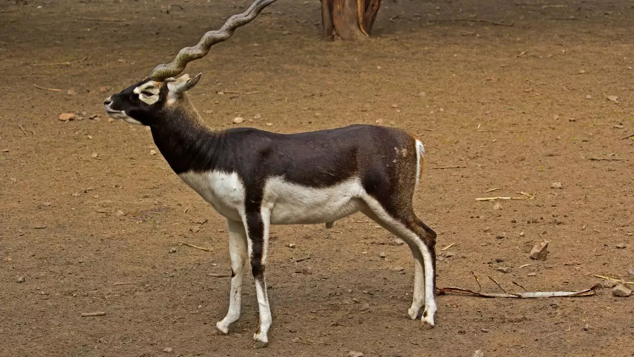 Velavadar Blackbuck National Park 